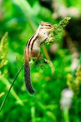 Obraz premium りす物語