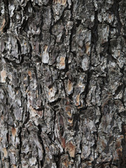 Scaly rough bark on tree