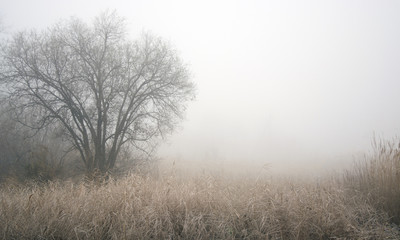 Obraz na płótnie Canvas foggy morning. tree and road in fog