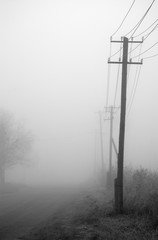 foggy morning. tree and road in fog