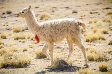 Naklejka na ściany i meble Bolivia, Llama