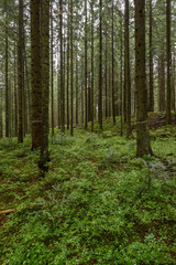 Old forest with moss covered trees and rays of sun