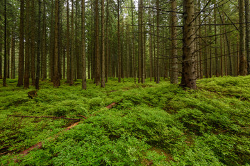 beautiful spruce tree forest in summer
