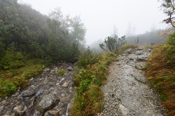 Obraz premium mountain tourist trail in autumn covered in mist
