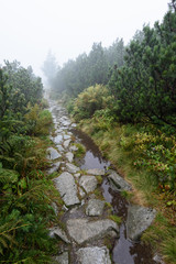 Fototapeta na wymiar mountain tourist trail in autumn covered in mist