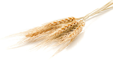 pearls barley grain seed on background