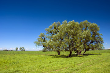 Trees on a meadow and blue sky