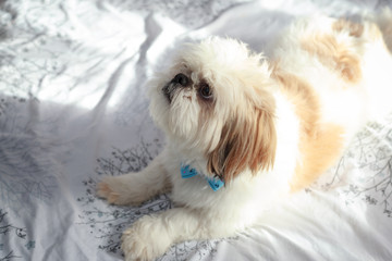 Cute white and brown puppy Bichon Maltez dog, looking funny