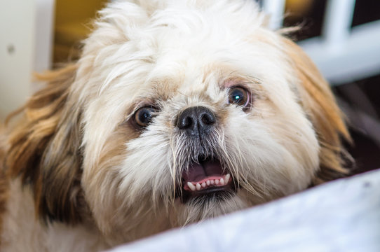 Closeup portrait of a Bichon Maltez dog, smiling funny