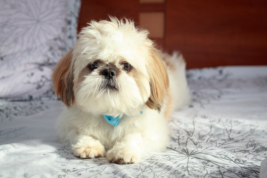 Cute white and brown puppy Bichon Maltez dog, looking funny