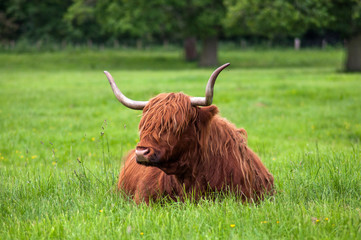 Typical Scottish hairy cows in the park at Glamis Castle, Scotland