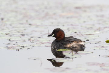 Little grebe