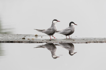 Whiskered tern