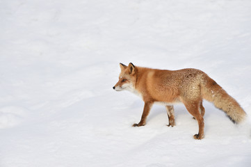 Fototapeta premium 雪の中のキタキツネ