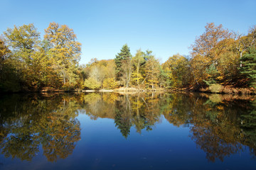 Fototapeta na wymiar étang rompu pond in Rambouillet forest
