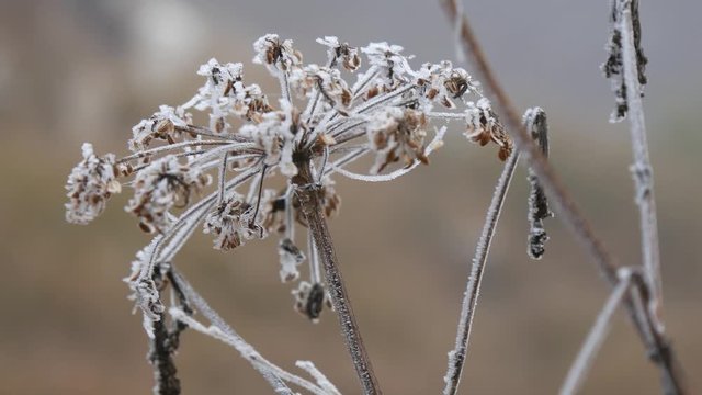 Brina in inverno nel bosco