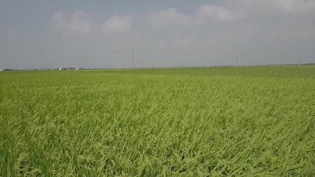 호남평야 지평선 들녁에 벼이삭이 익어간다