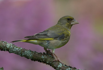 Greenfinch (Carduelis chloris) on the branch of tree in a forest. Blurred natural background. Selective focus