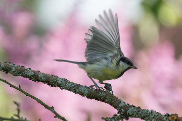 Tit (Parus major) on the branch of tree in a forest. Blurred natural background. Selective focus