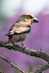 Coccothraustes (Fringillidae) on the branch of tree in a forest. Blurred natural background. Selective focus