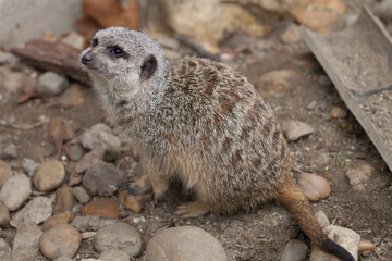 Small cute surakat in a zoo
