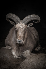 Large ram in a zoo. Toned