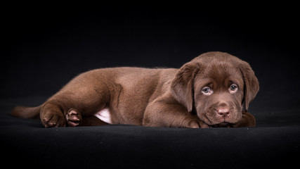 labrador retriever