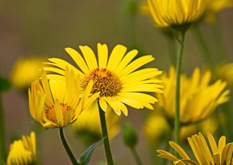 Yellow daisy