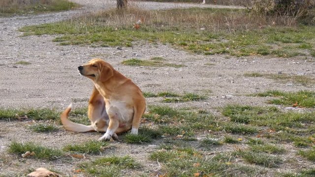 stray dog try to scratching its fur .,fleas on a skin