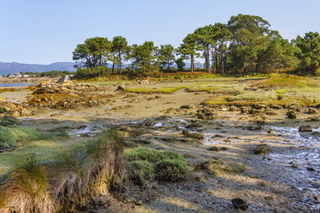 Coastal marsh in Arousa Island