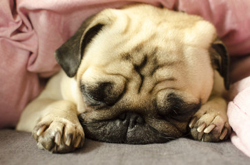 Cute pug is sleeping in the bed