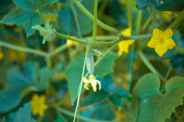 Cornichons