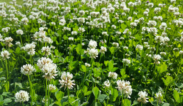 Beautiful white clover on a summer meadow