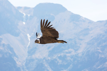 Condor