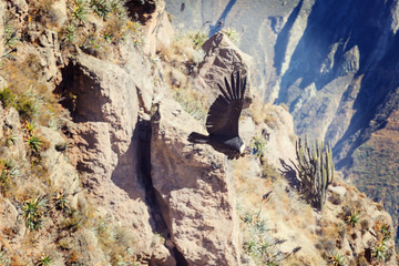 Condor