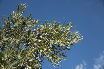  black olives in olive tree branch