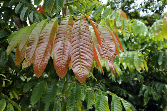 Blätter des Baums  Pometia pinnata