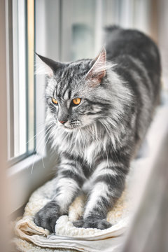 Vintage style photo from a beautiful Maine Coon Cat