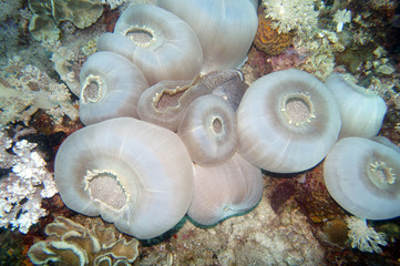 Scheibenanemone (Amplexidiscus fenestrafer)