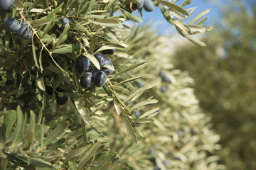 Obraz na płótnie Canvas black olives in olive tree branch