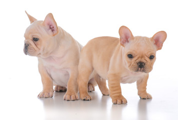 two french bulldog puppies
