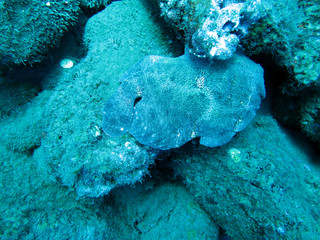 Commersons Anglerfisch (Antennarius commerson) in natürlichem Licht
