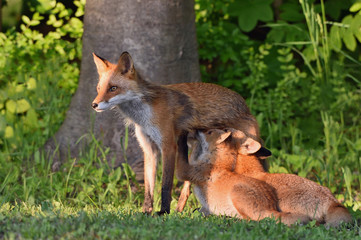 キタキツネの親子