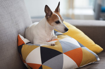 Jack Russel terrier small dog is creating on a pillow with bright geometric pattern
