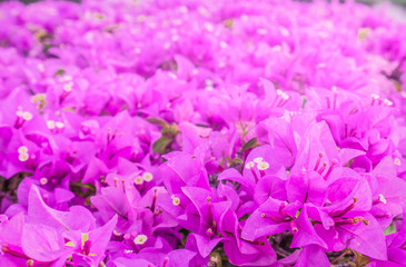 Beautiful pink paper flower, bougainvillea shiny flowers with artificial light