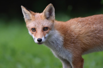 キタキツネの子供
