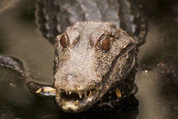 Domestic animal pet nature 