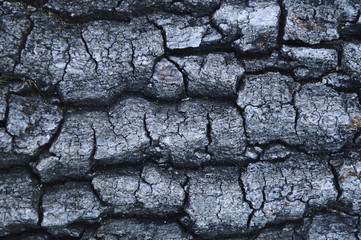 Texture