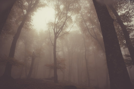 Fototapeta Autumnal misty forest