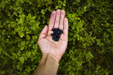 Naklejka na ściany i meble hands ans fresh blueberries